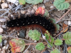 Apantesis incorrupta