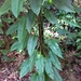 Philodendron obliquifolium - Photo (c) Clarice Dorocinski, some rights reserved (CC BY-NC), uploaded by Clarice Dorocinski