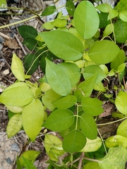 author not stated, no rights reserved Derris trifoliata, photograph author not stated, no rights reserved
