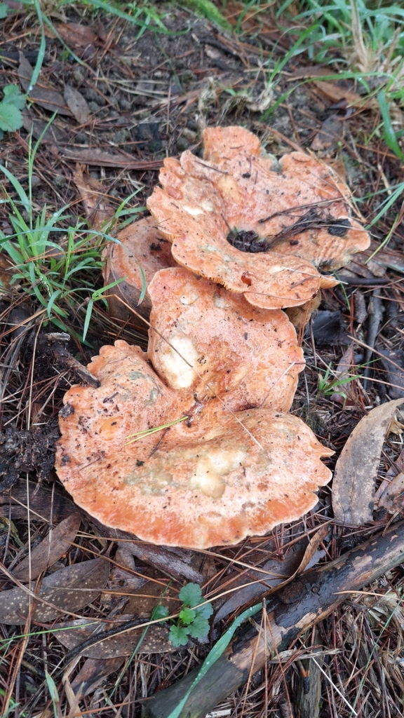 Lactarius deliciosus · April 2026 · photo: © insiderelic (iNaturalist, cc0)