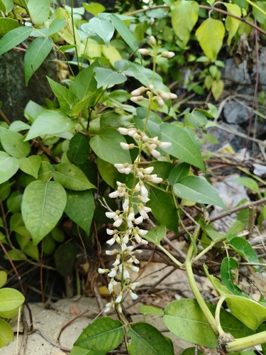 Derris trifoliata, photograph 4
