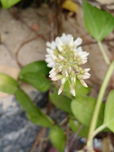 Derris trifoliata, photograph 5