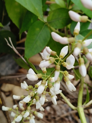 Derris trifoliata, photograph 6