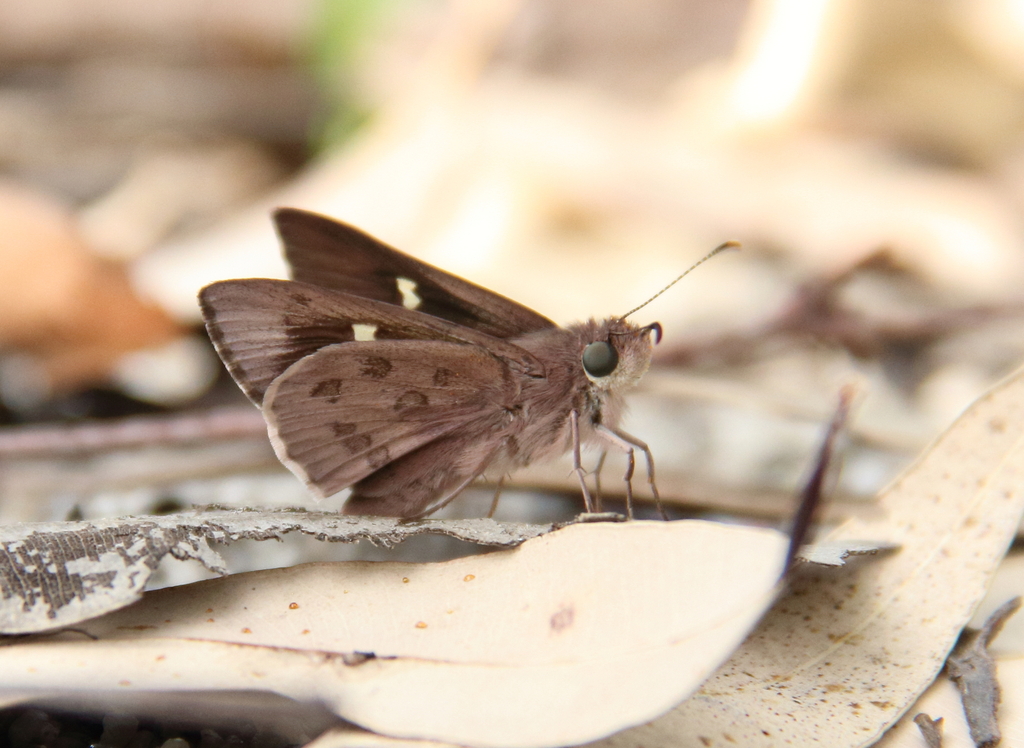 Eastern Iris-skipper