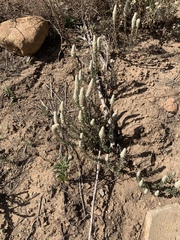 Phylica spicata spicata