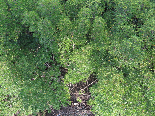 Rhizophora mucronata, photograph 6