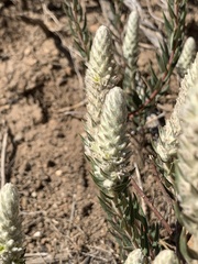 Phylica spicata spicata