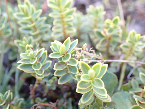 Veronica pinguifolia observed 2026-03-30
