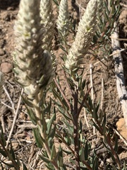 Phylica spicata spicata