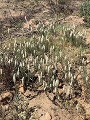 Phylica spicata spicata