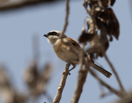 Emin's Shrike (Lanius gubernator), photo 2