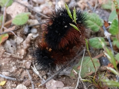 Apantesis incorrupta