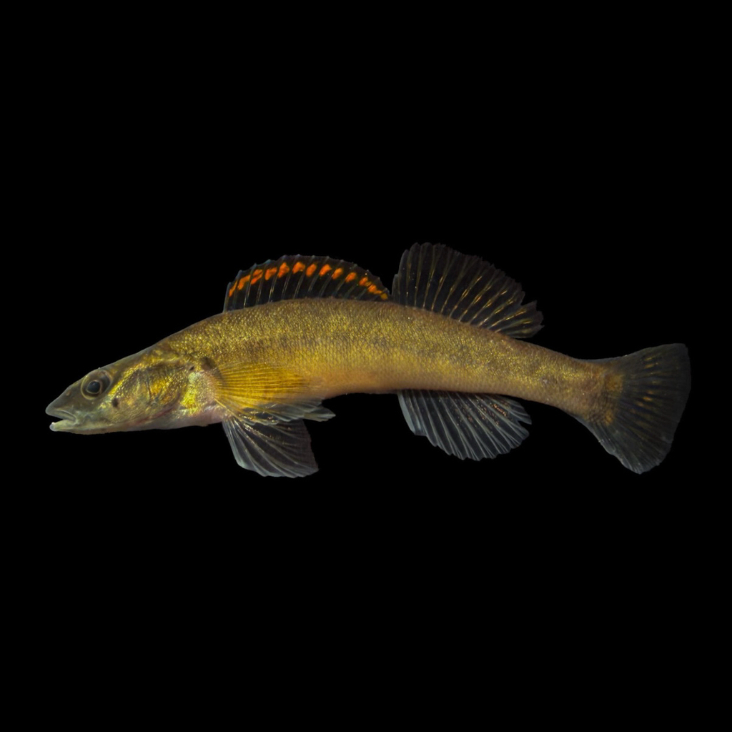 Slenderhead Darter