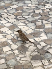 Passer domesticus