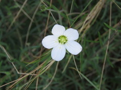 Arenaria montana