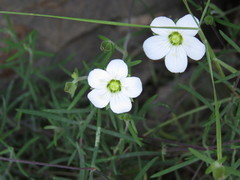 Arenaria montana