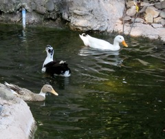 Anas platyrhynchos domesticus