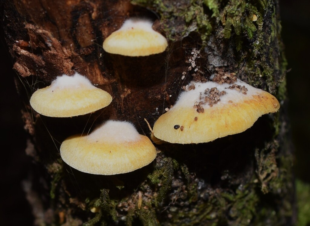 Crepidotus praecipuus