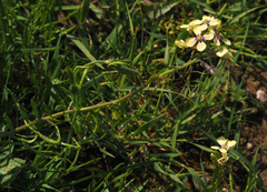 Enarthrocarpus strangulatus