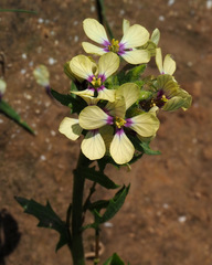 Enarthrocarpus strangulatus