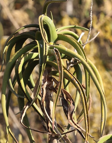 Somali Tree Aloe