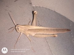 Schistocerca camerata