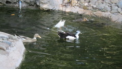 Anas platyrhynchos domesticus