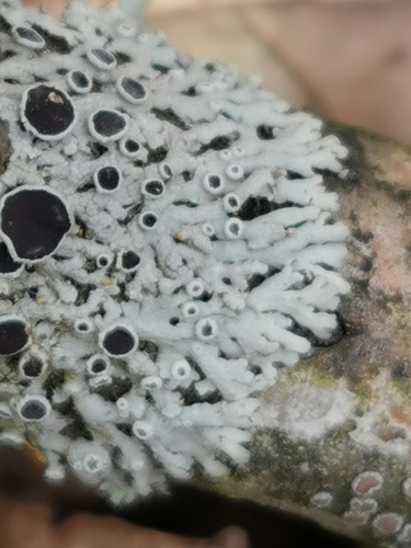 Žvaigždinė žiauberė nuotrauka