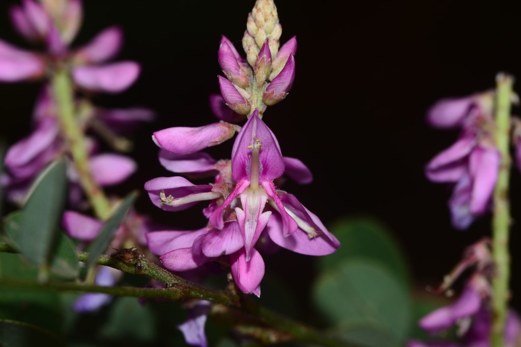 Indigofera cassioides (Indigofera cassioides)