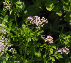 Chaetosciadium trichospermum