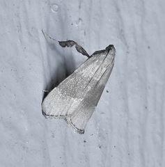 Basacallis tarachodes