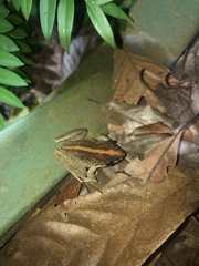 Craugastor fitzingeri