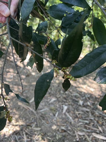Castanopsis fargesii, photograph 5