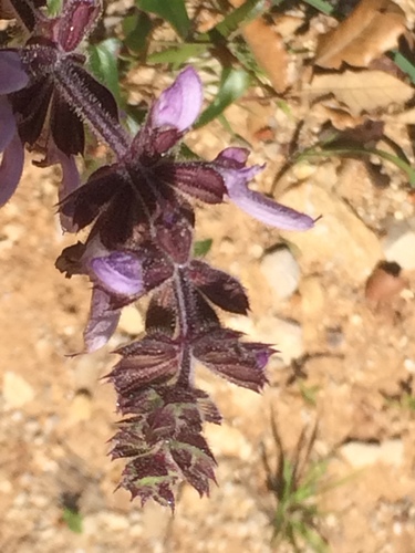 Image of Salvia sclareoides by no rights reserved