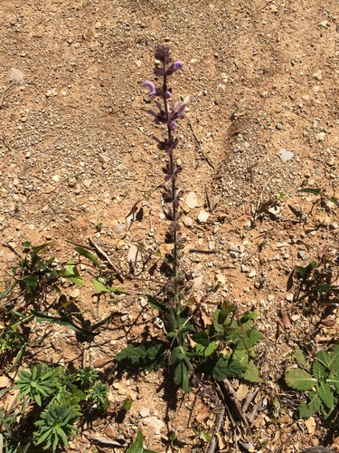Image of Salvia sclareoides by no rights reserved