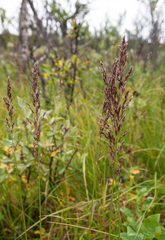 Arctagrostis latifolia