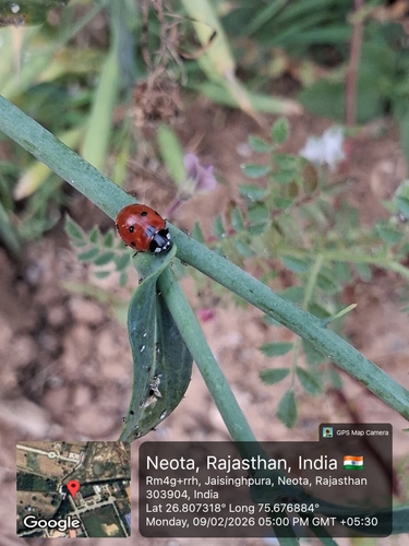 Seven-spotted Lady Beetle