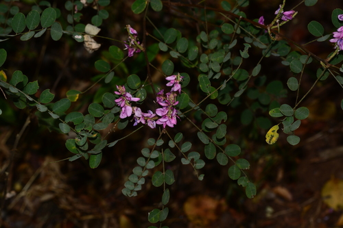Indigofera cassioides, photograph 3
