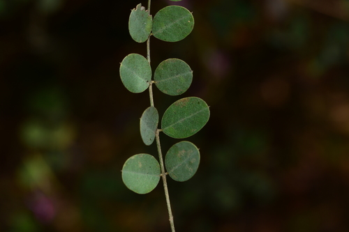 Indigofera cassioides, photograph 4