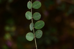 Indigofera cassioides