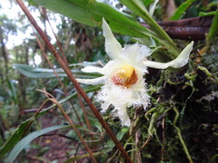 Chondroscaphe embreei