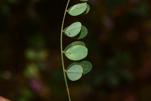 Indigofera cassioides, photograph 5