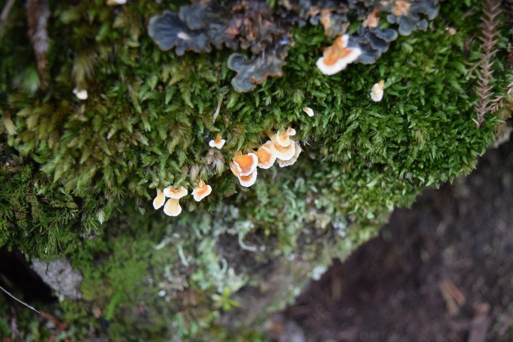 Podoserpula insignis