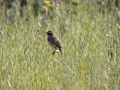 Whinchat (Saxicola rubetra), photo 6