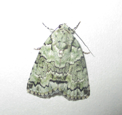 Blenina squamifera