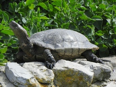 Mauremys leprosa leprosa