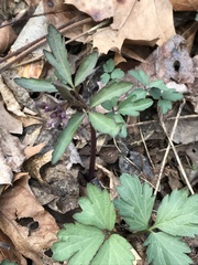 Cardamine concatenata