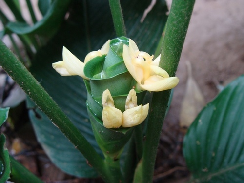 llerenes (Calathea allouia)
