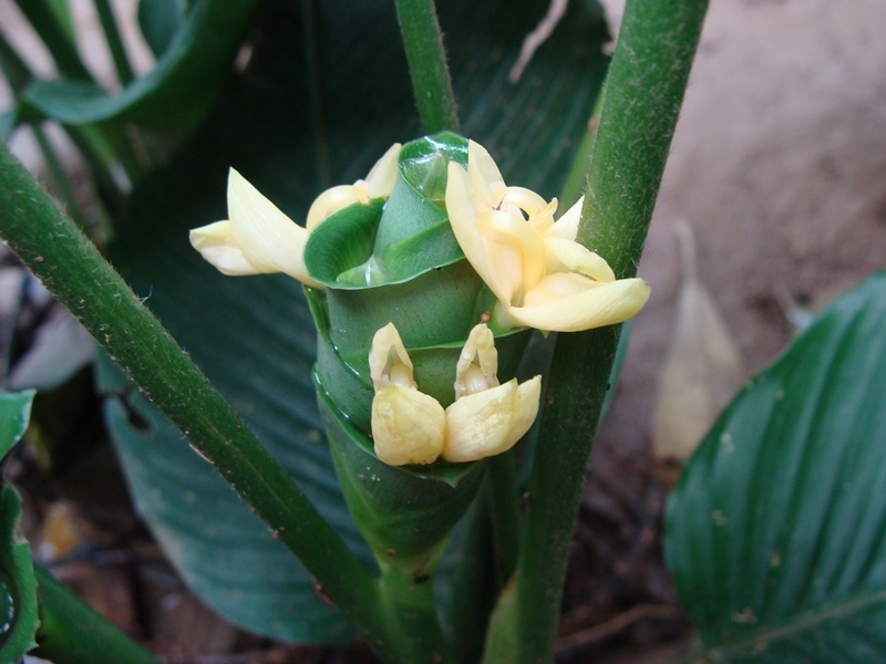 efeu dentata variegata Efeu