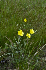 Ranunculus illyricus